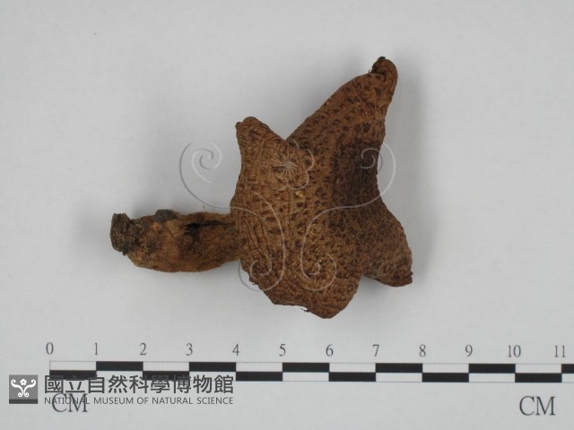 登錄號:F0024631藏品圖，第1張