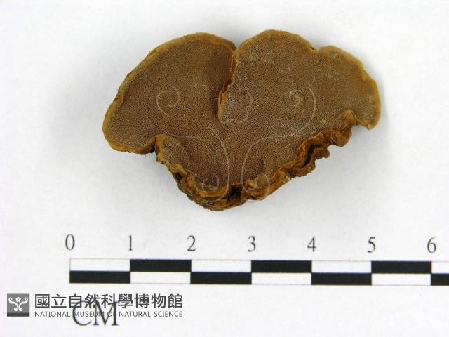 登錄號:F0004631藏品圖，第1張