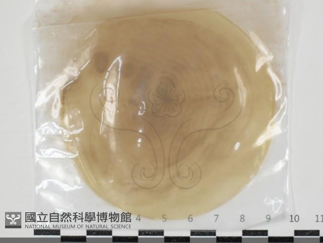 登錄號:F0034631藏品圖，第1張