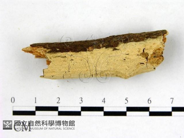 登錄號:F0022631藏品圖，第1張