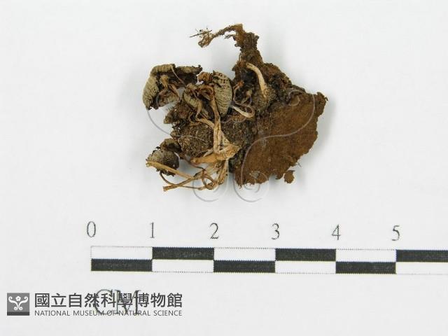 登錄號:F0012631藏品圖，第1張