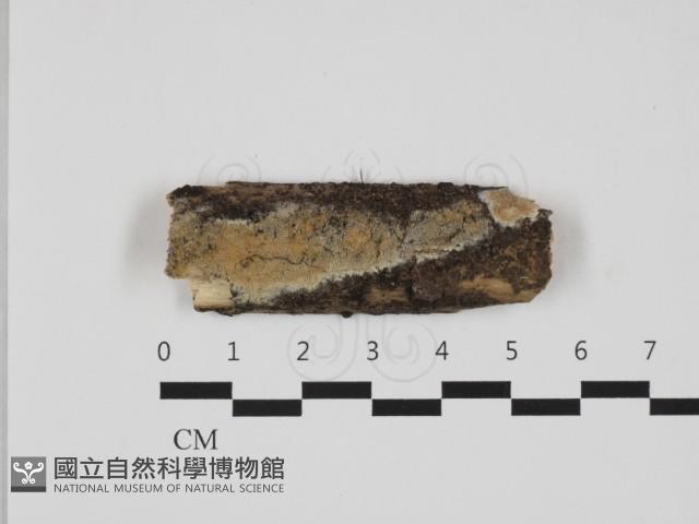 登錄號:F0032631藏品圖，第1張