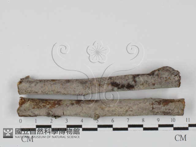 登錄號:F0027631藏品圖，第1張