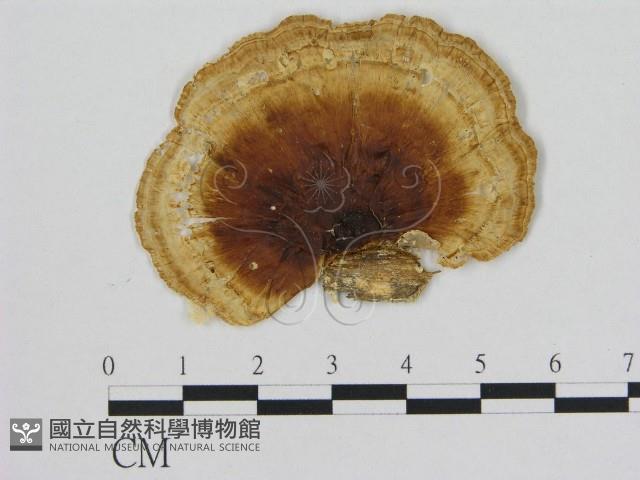 小孔菌屬藏品圖，第1張