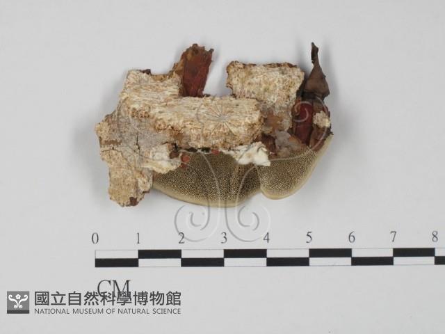 登錄號:F0017631藏品圖，第1張