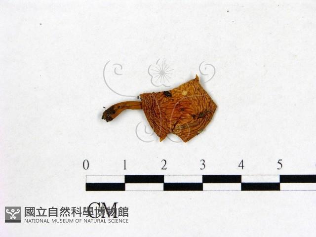 登錄號:F0005631藏品圖，第1張