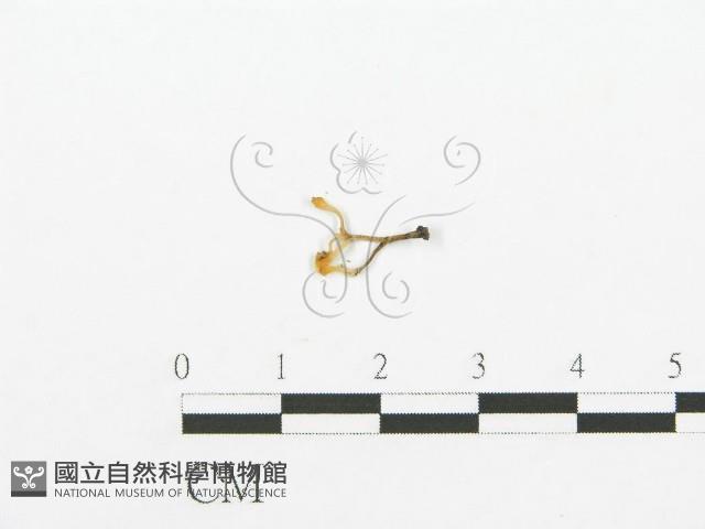 登錄號:F0015631藏品圖，第1張