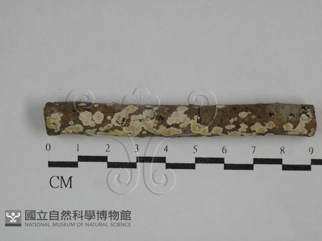 Accession Number:F0029631 Collection Image, Figure 1, Total 2 Figures