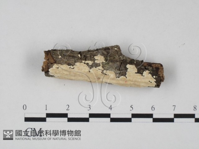 齒耳菌屬藏品圖，第1張