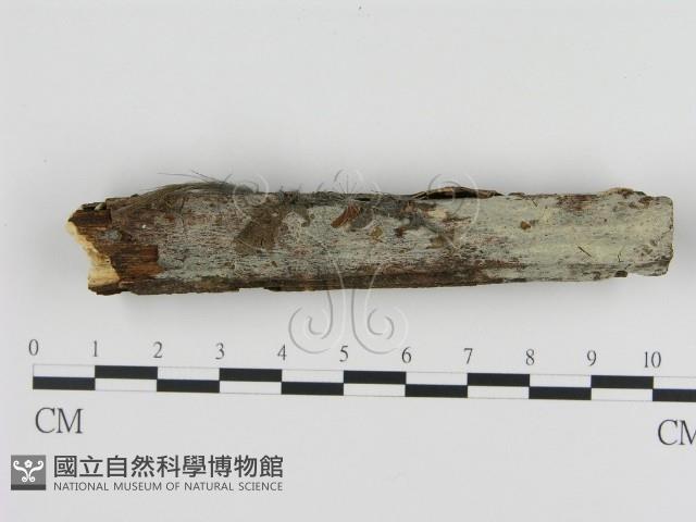 登錄號:F0003631藏品圖，第1張