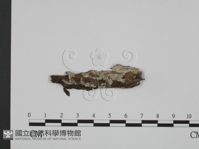 登錄號:F0013631藏品圖，第1張
