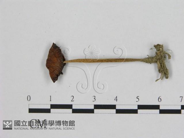 登錄號:F0008431藏品圖，第1張