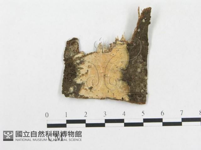 登錄號:F0020431藏品圖，第1張