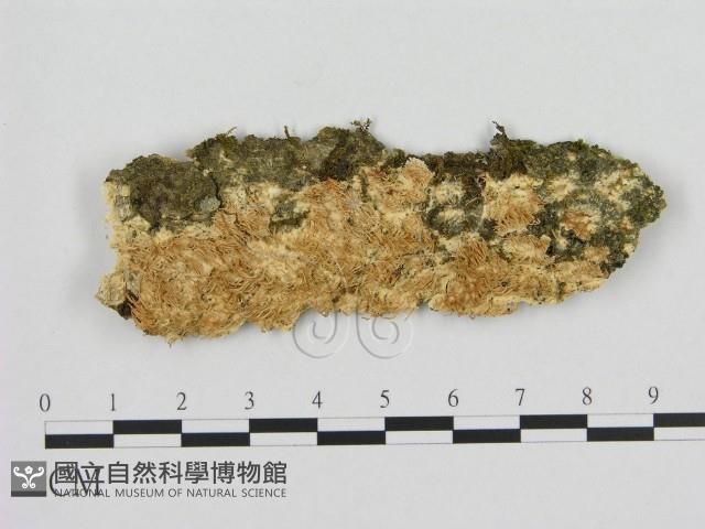 登錄號:F0010431藏品圖，第1張