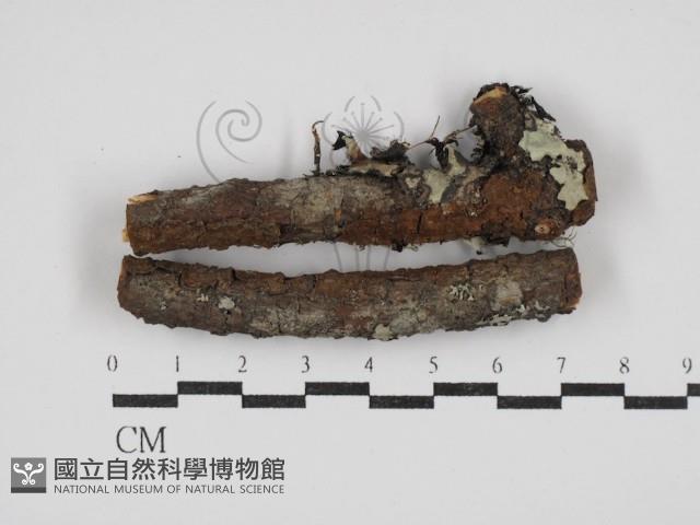 刺革菌屬藏品圖，第1張