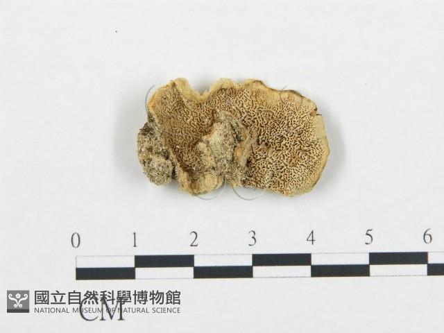 登錄號:F0006431藏品圖，第1張
