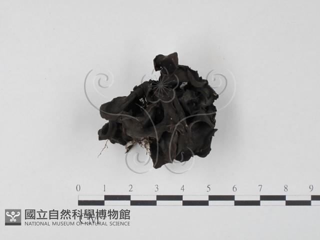 登錄號:F0016431藏品圖，第1張
