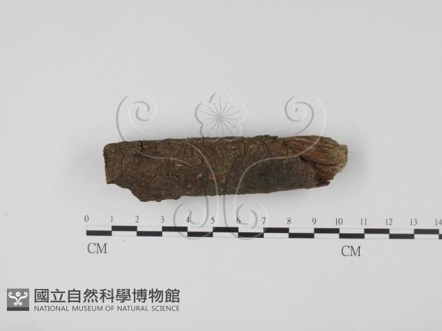 登錄號:F0001431藏品圖，第1張