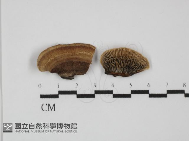 登錄號:F0031431藏品圖，第1張