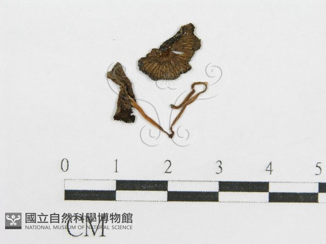 鬼傘屬藏品圖，第1張