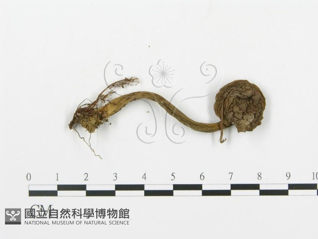 登錄號:F0014431藏品圖，第1張