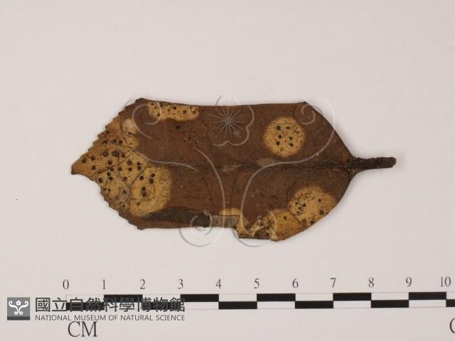 登錄號:F0022431藏品圖，第1張