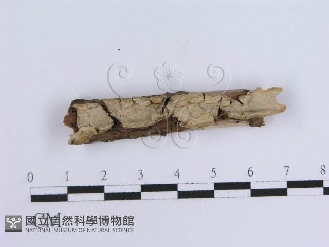 登錄號:F0002431藏品圖，第1張