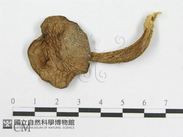 登錄號:F0012431藏品圖，第1張