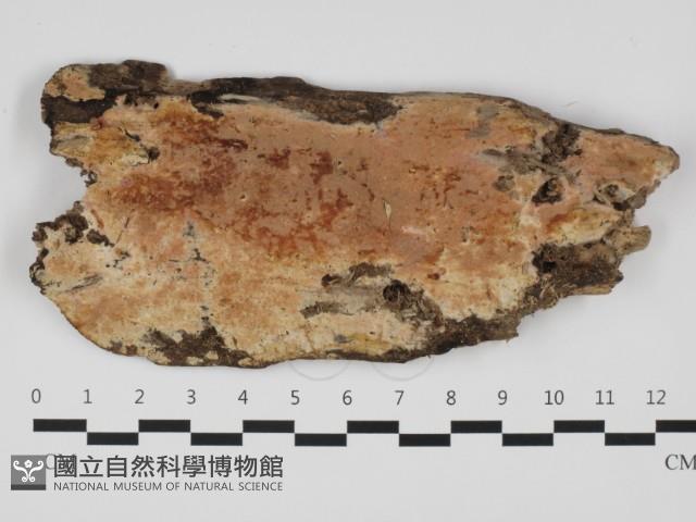 登錄號:F0032431藏品圖，第1張