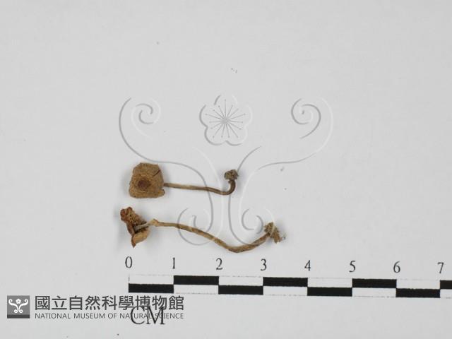 登錄號:F0027431藏品圖，第1張