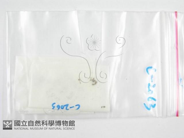 鬼傘屬藏品圖，第1張