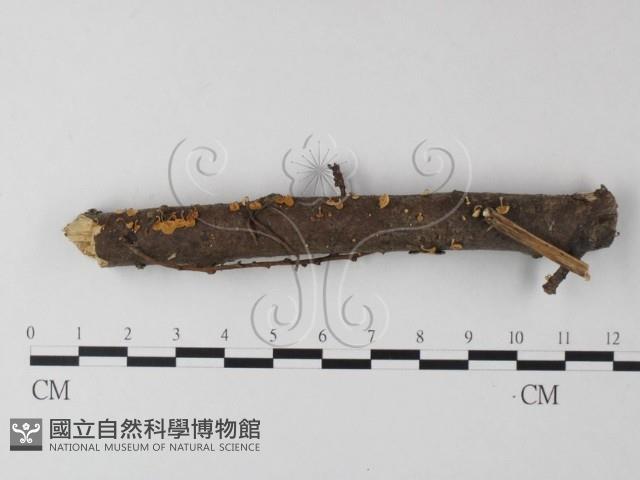 小皮傘屬藏品圖，第1張