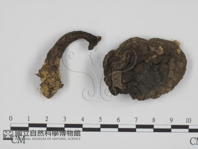 登錄號:F0005431藏品圖，第1張