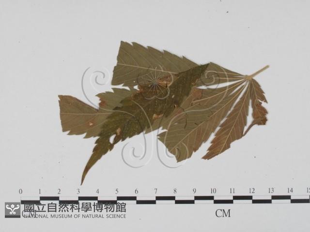 登錄號:F0019431藏品圖，第1張