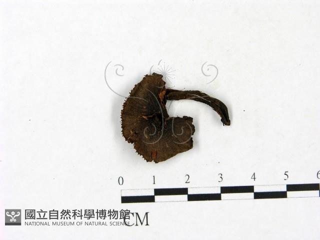 小菇屬藏品圖，第1張