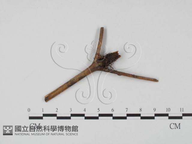 登錄號:F0003431藏品圖，第1張