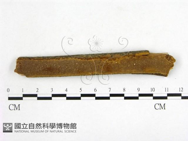 登錄號:F0013431藏品圖，第1張