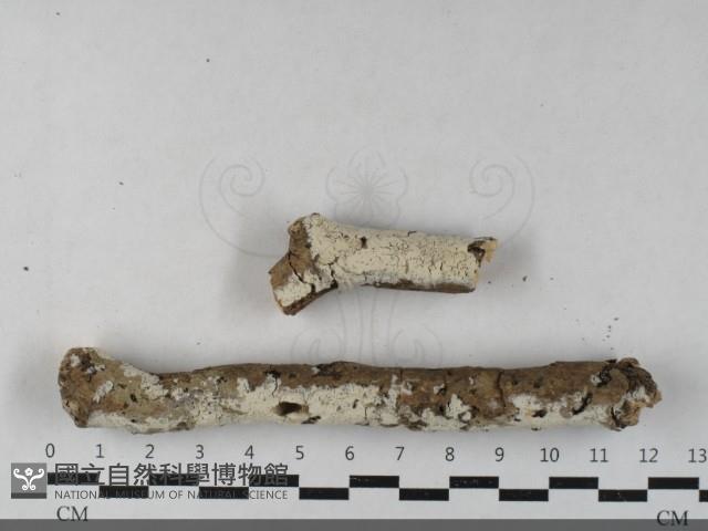 登錄號:F0033431藏品圖，第1張