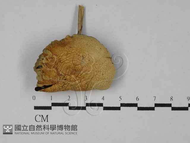 登錄號:F0028731藏品圖，第1張