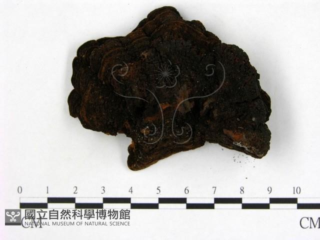 登錄號:F0008731藏品圖，第1張