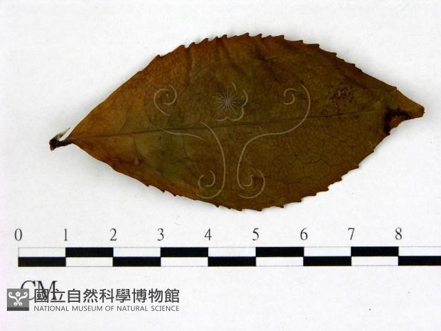 登錄號:F0020731藏品圖，第1張