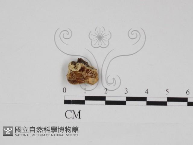 登錄號:F0026731藏品圖，第1張
