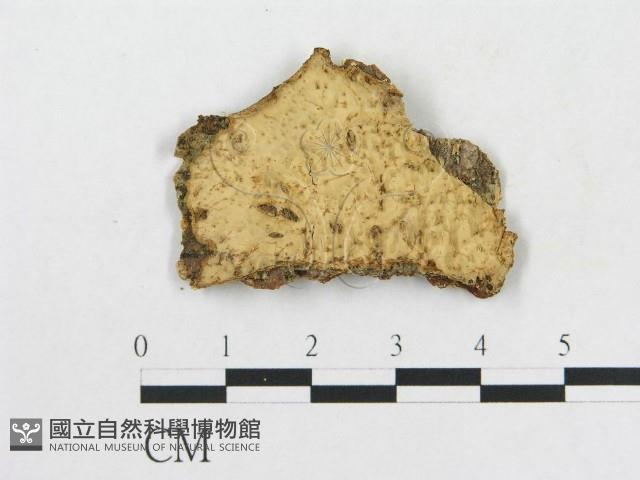 登錄號:F0016731藏品圖，第1張