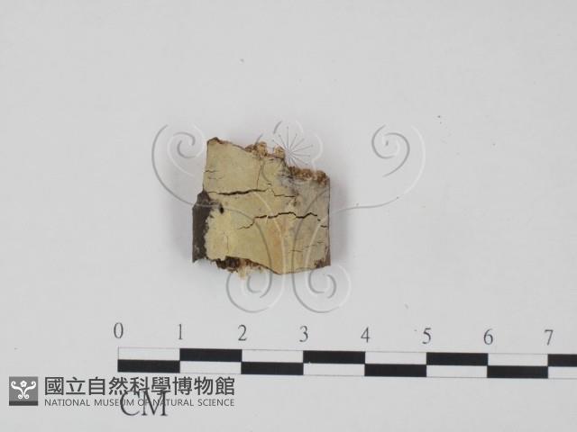 登錄號:F0021731藏品圖，第1張