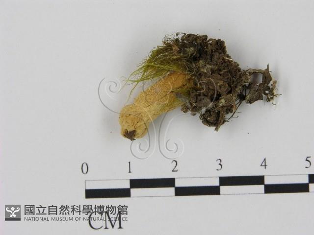 登錄號:F0001731藏品圖，第1張