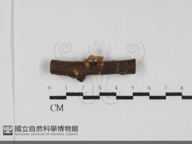 登錄號:F0031731藏品圖，第1張