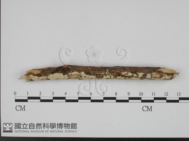 絲齒菌屬藏品圖，第1張