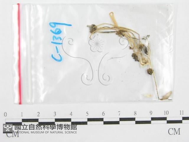 鬼傘屬藏品圖，第1張