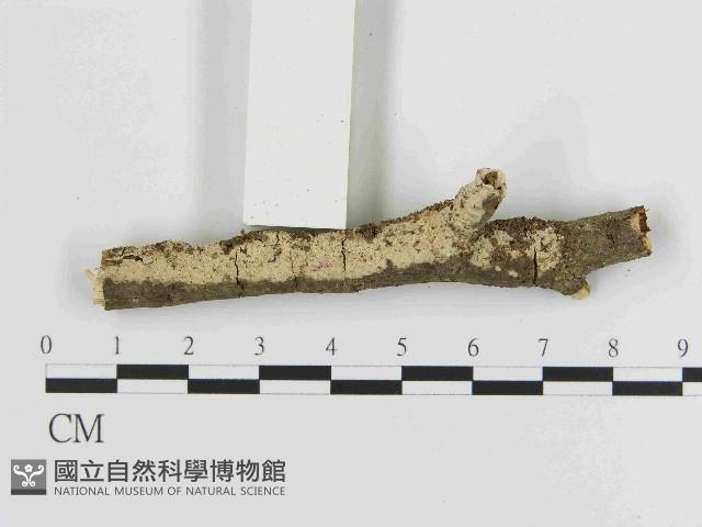 絲齒菌屬藏品圖，第1張