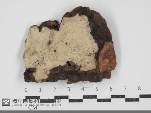 登錄號:F0034731藏品圖，第1張